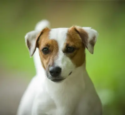 L’arche de Chambord Élevage Familial ~ Jack Russell Terrier Lof Poils Lisses & Welsh Corgi Pembroke Lof