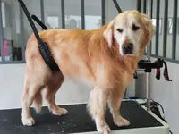 Patte Blanche - Salon de Toilettage Canin et Félin