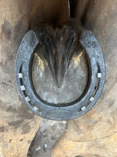 Lmb Maréchalerie