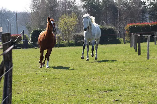 Écurie de la Triballe Pension Pour Chevaux- Mountain Trail- Gîte