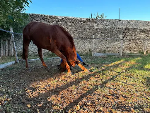 Fanny Augereau _ Equitation Ethologique