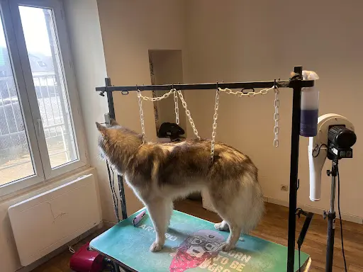 Royal Paws