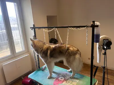 Royal Paws