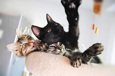 Association l'Abri - Chats