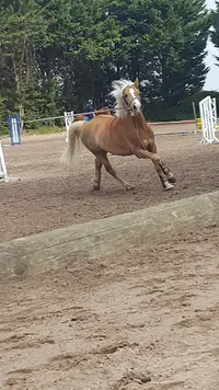 Centre Equestre de Saint-leu