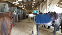 Haras de la Forêt ( Seine et Marne 77 )