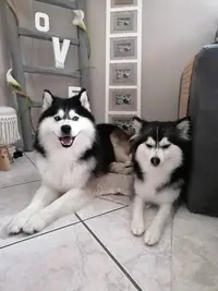 Pomsky et Merveilles