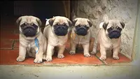Berrybears Éleveur de Carlins et Bouledogues Français