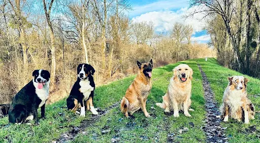 Une Autre Écoute - Education Canine et Équine