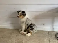 Opal Aussie