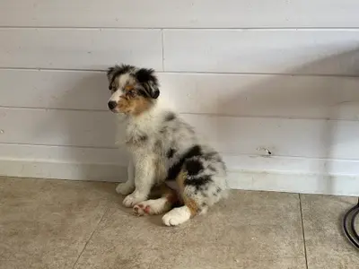 Opal Aussie