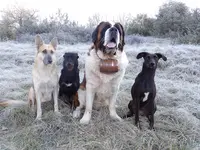 La Patte de Sirius - Éducateur Canin / Pension Canine Lot 46