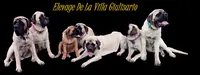 Mastiffs de la Villa Giulisario