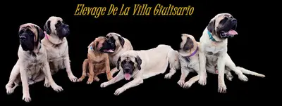 Mastiffs de la Villa Giulisario