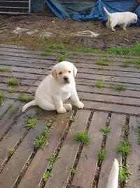 Labrapassion