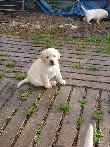 Labrapassion