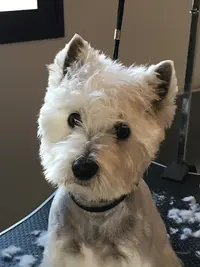 Toilettage Canin les 6os de Lilo