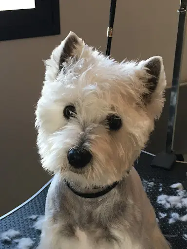 Toilettage Canin les 6os de Lilo