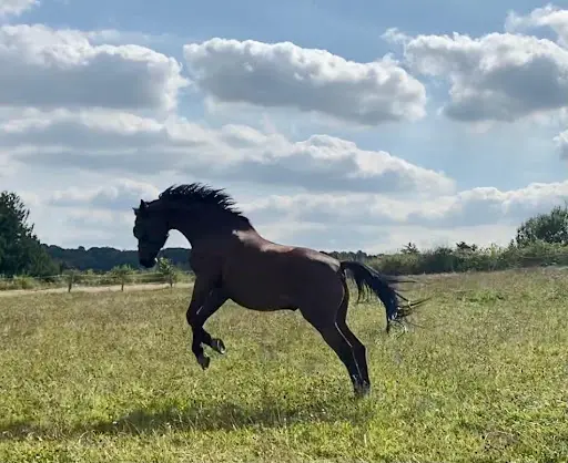 Les Chevaux de Garnes