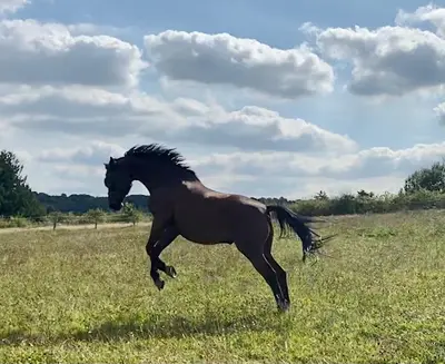 Les Chevaux de Garnes