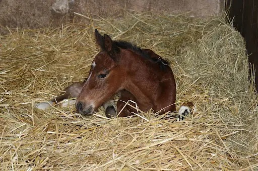 Haras de Senots