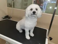Dog Attitude