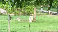 La Dog Colo