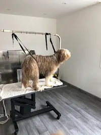 Toutflair - Toilettage Canin et Félin