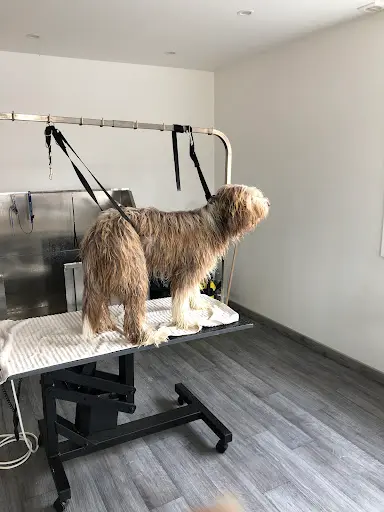 Toutflair - Toilettage Canin et Félin
