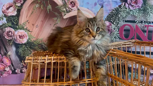 La Chatterie du Mont Dangelys Maine Coon Loof