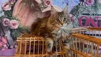 La Chatterie du Mont Dangelys Maine Coon Loof