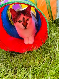 Le Havre des Chats 56