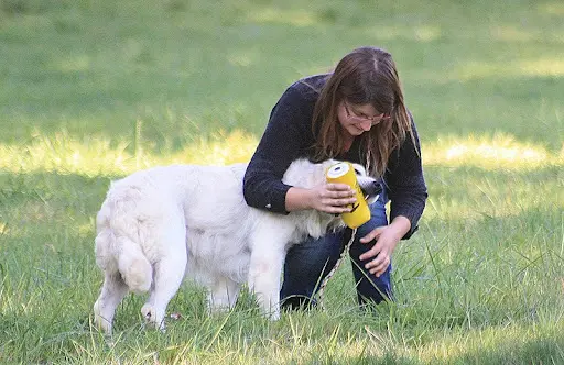 Élevage de Chiens Living Links - Labrador et Golden Retriever