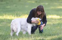 Élevage de Chiens Living Links - Labrador et Golden Retriever