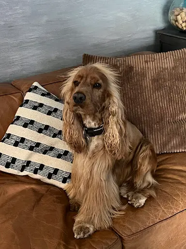 Chien et Chat Beauté au