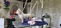 Dolly Coup