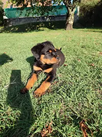 Elevage Rottweiler 71 - des Gardiens du Neckar