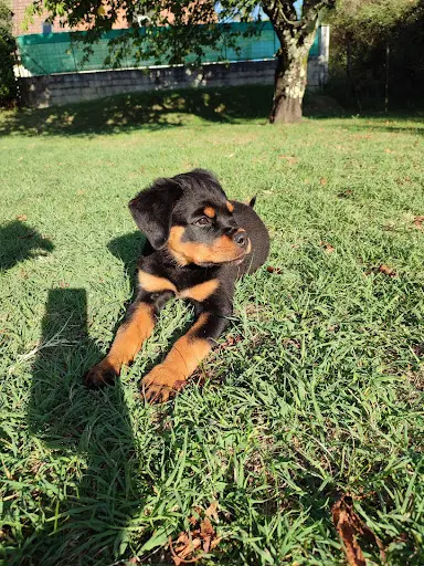 Elevage Rottweiler 71 - des Gardiens du Neckar