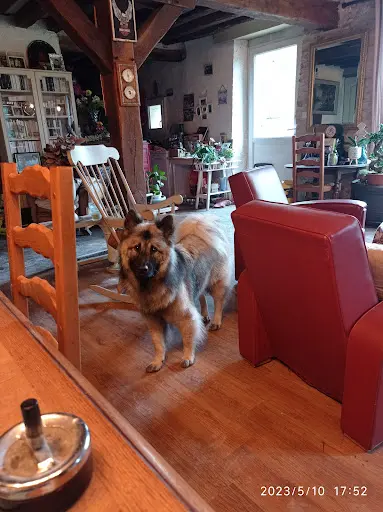 Salon de Toilettage Dog K Ouaff