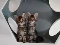 Chatterie du Clos d'Ossée Maine Coon