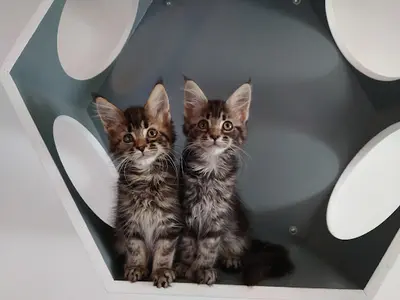 Chatterie du Clos d'Ossée Maine Coon