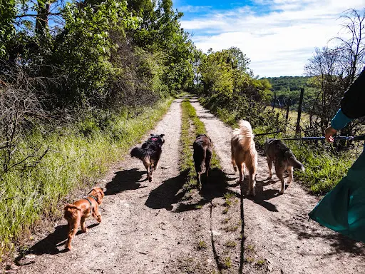 Dans les Pattes d'Un Chien, Éducateur Canin, Spécialiste en Comportement, Nord-isère/ain