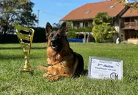 Du Clos d'Azieu: Élevage de Berger Allemand Lof, Éleveur Professionnel Chiots Berger Allemand, Isère, en Auvergne-rhône-alpes