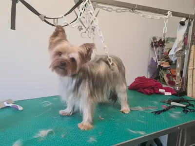 O Ti Club Mousse