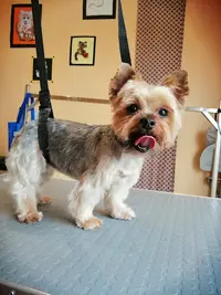 Au Chien Chic