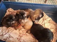 Darling Dog