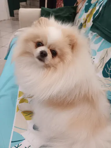 Cat And Dog