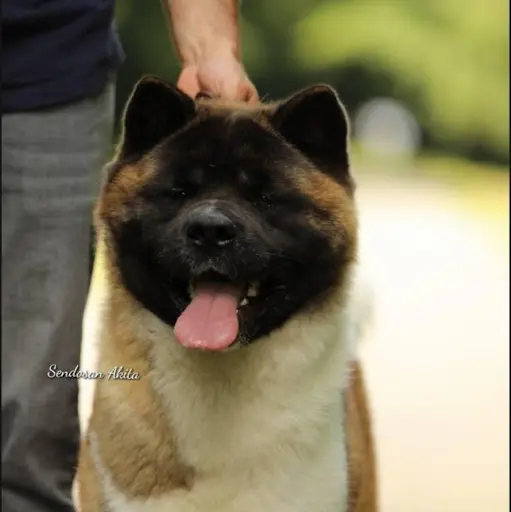 Sendosan Akita