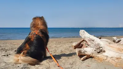 Au Pays des Doggies By My Dog Education