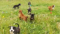 Centre Canin Griffin S Sky